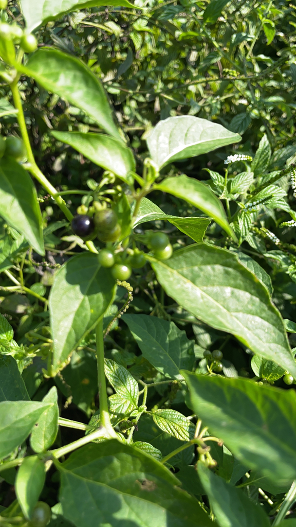 Solanum americanum
