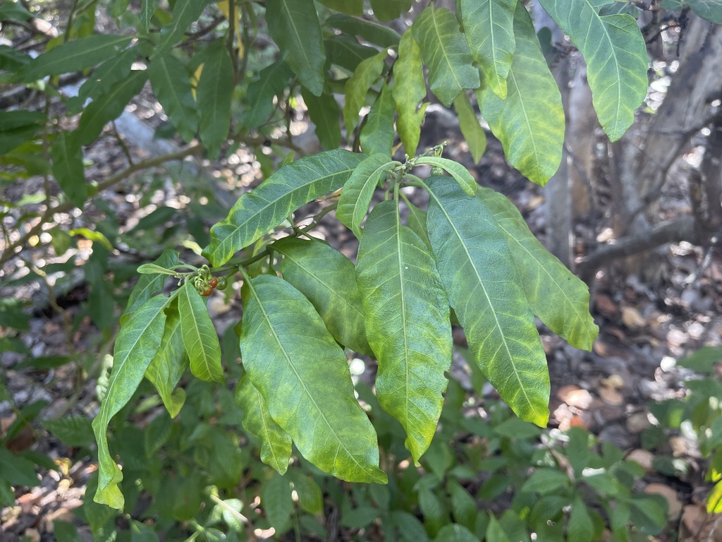 Solanum bahamense