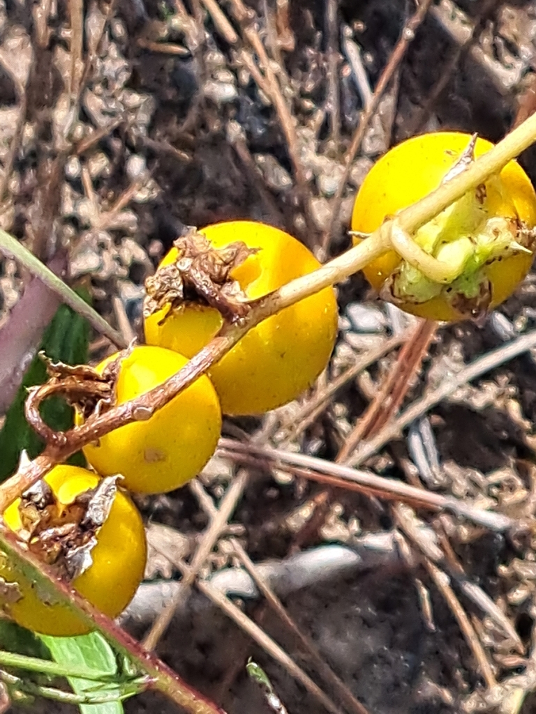 Solanum carolinense var. floridanum