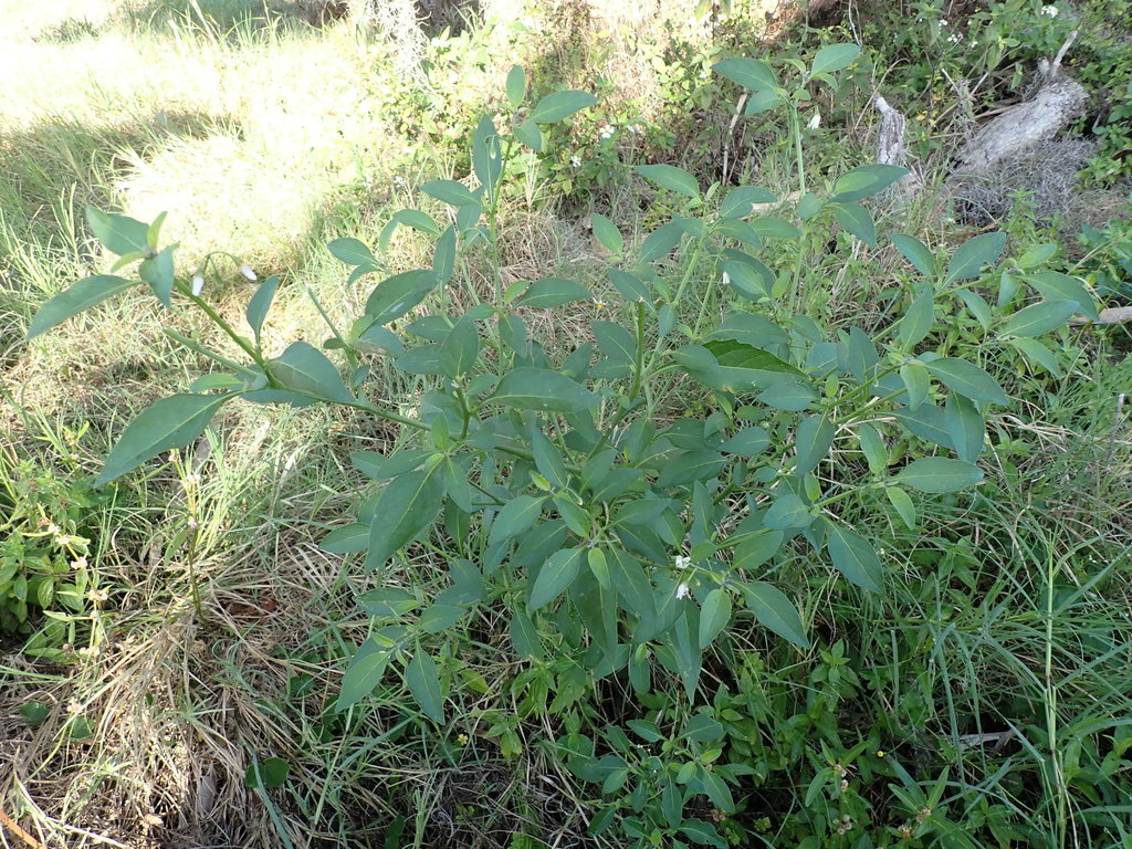 Solanum chenopodioides