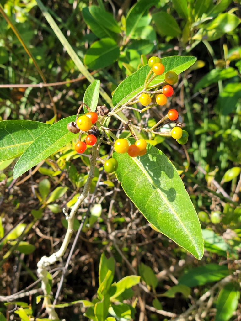Solanum donianum