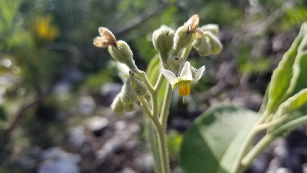 Solanum erianthum