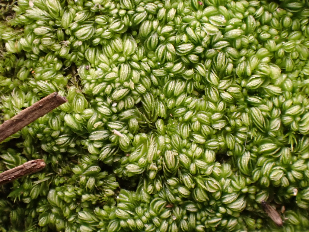Solenostoma gracillimum