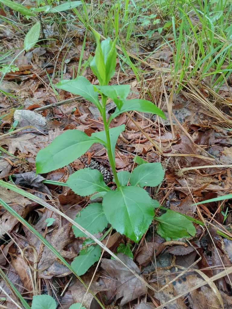 Solidago arguta var. caroliniana