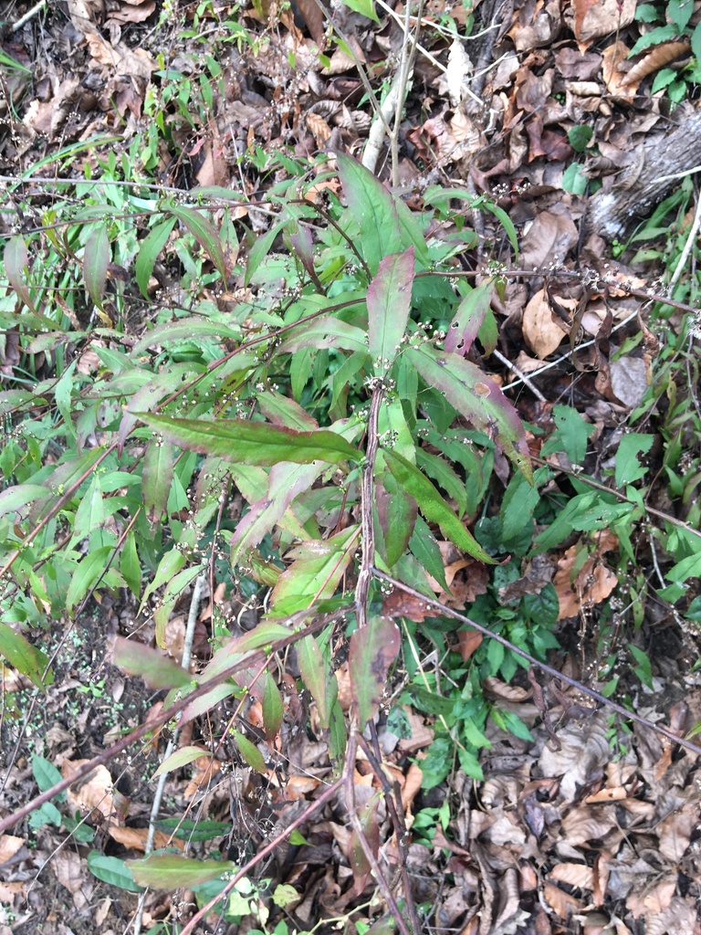 Solidago caesia