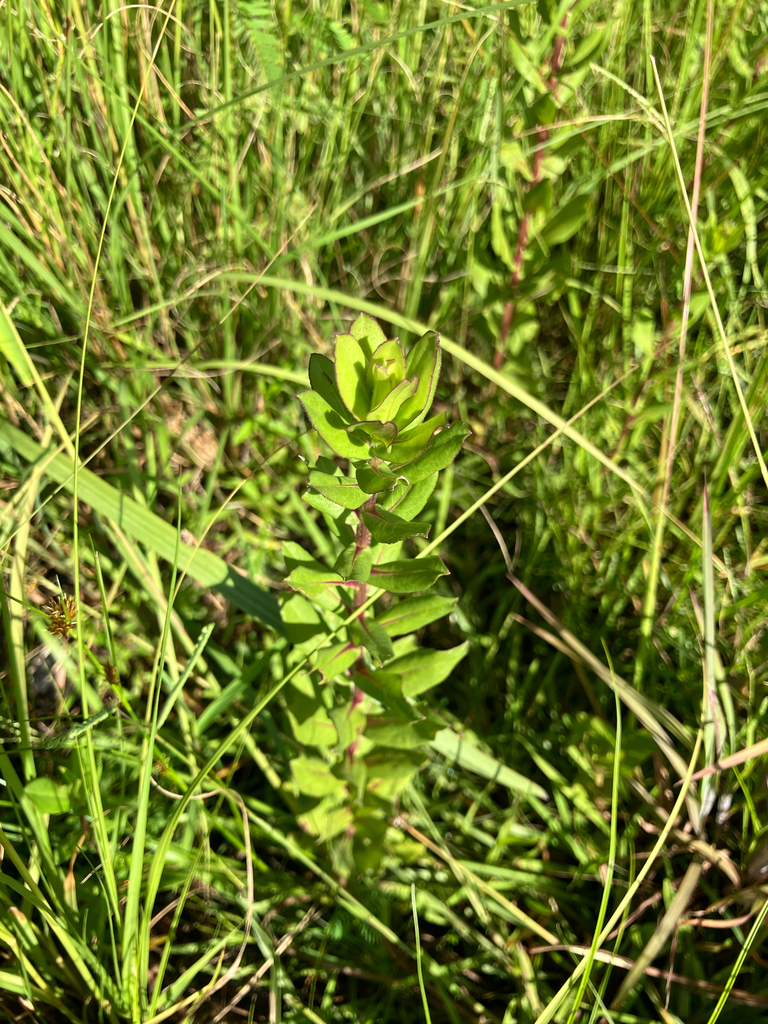 Solidago fistulosa