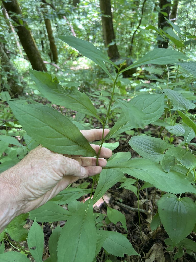 Solidago flaccidifolia