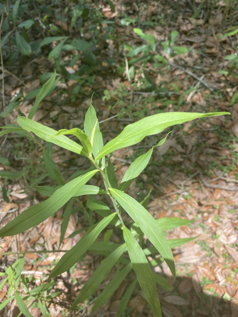 Solidago gigantea