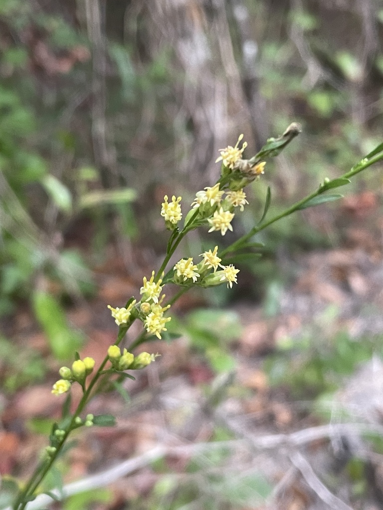 Solidago gracillima