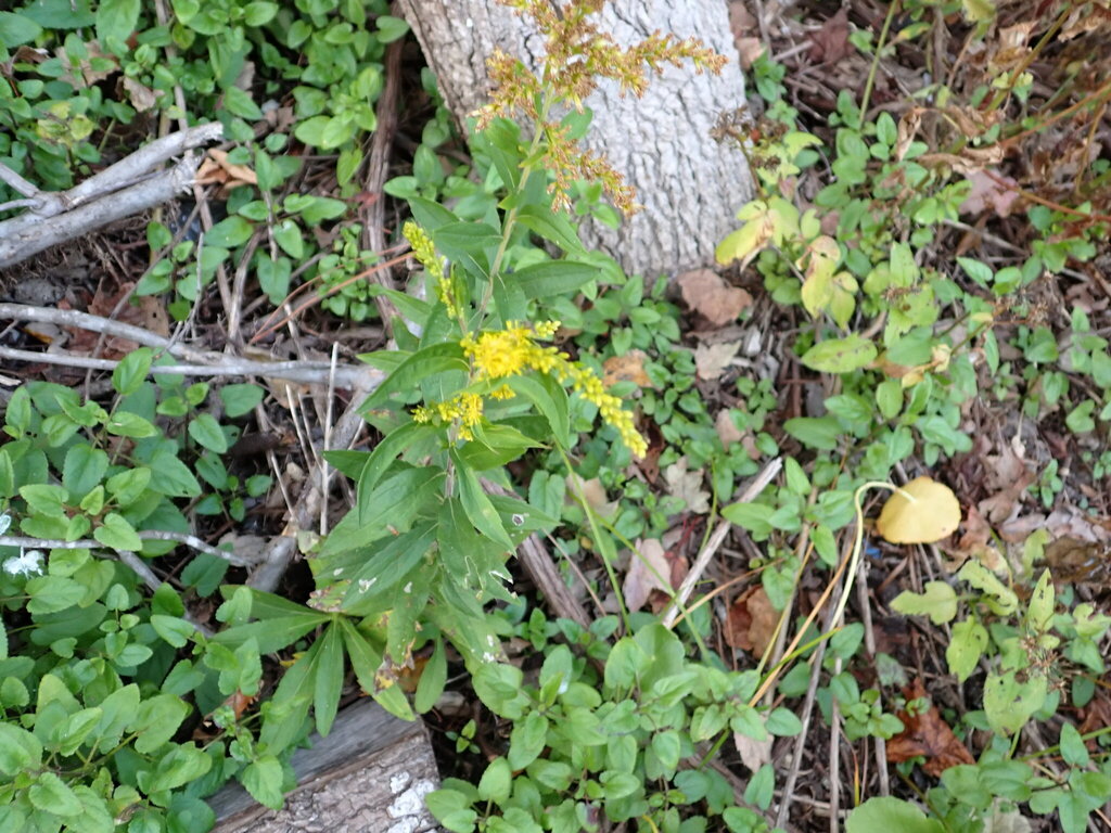 Solidago latissimifolia