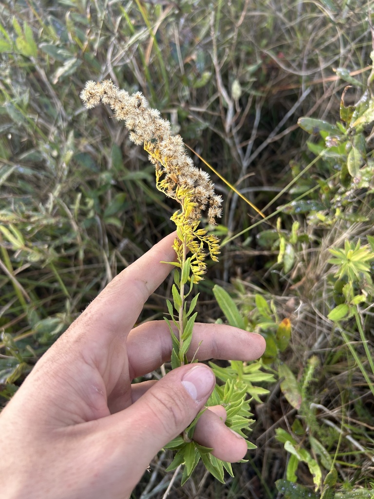 Solidago leavenworthii