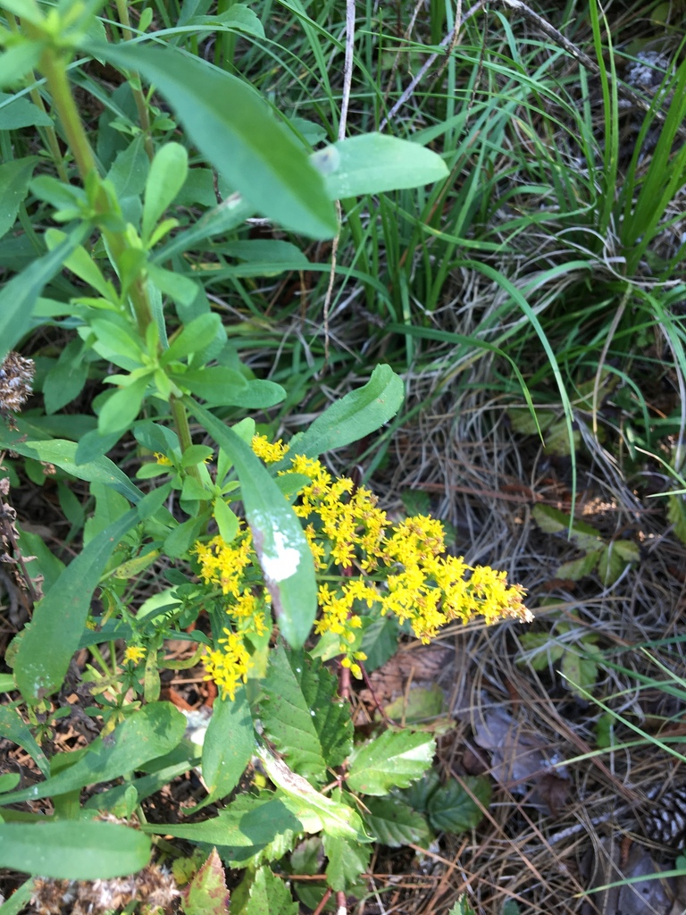 Solidago nemoralis