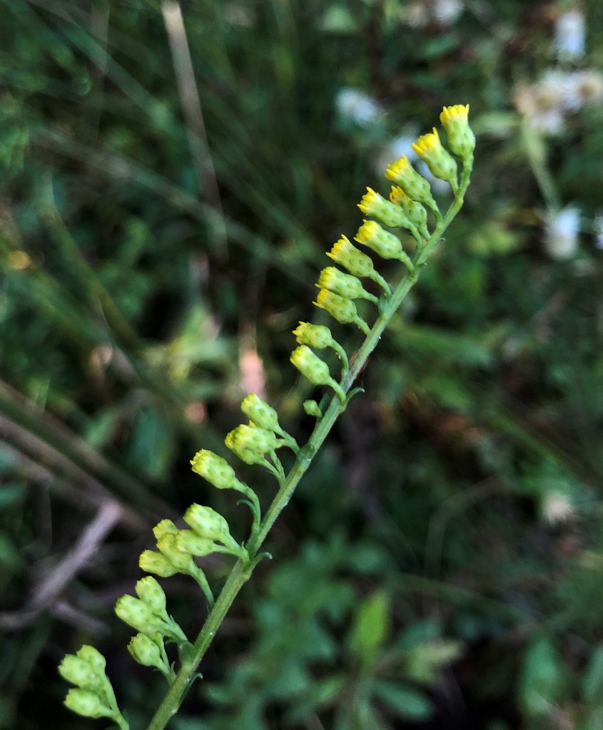Solidago patula var. strictula