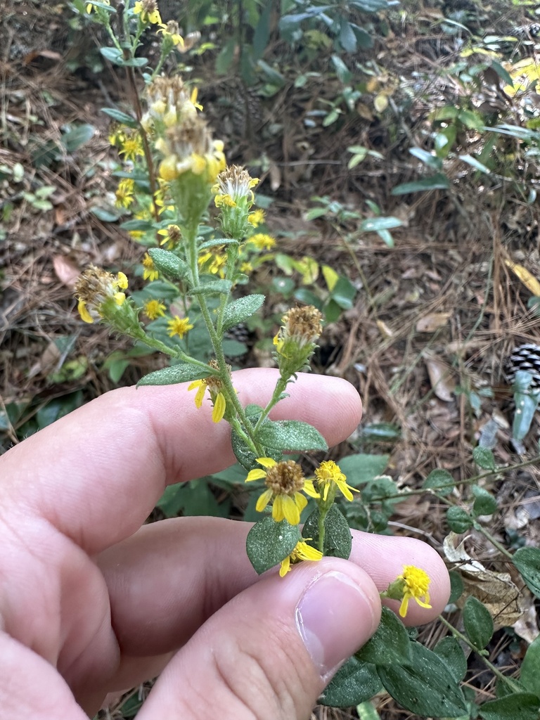 Solidago petiolaris