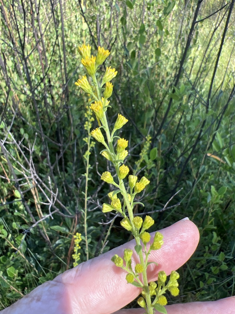 Solidago puberula var. pulverulenta