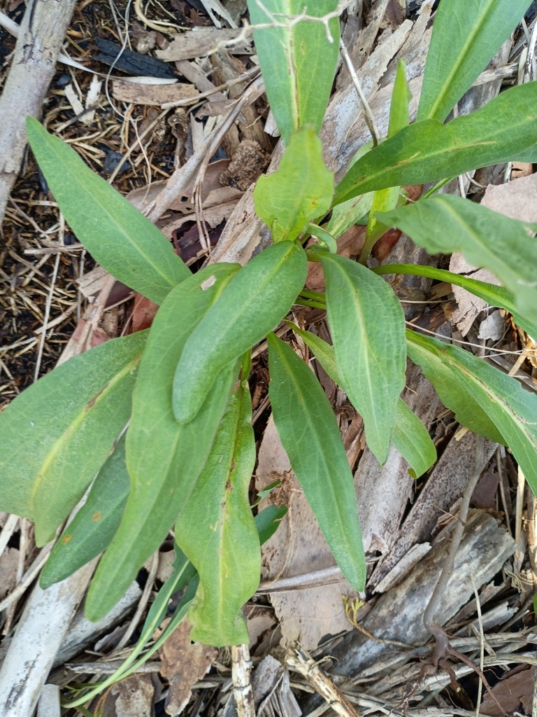Solidago sempervirens