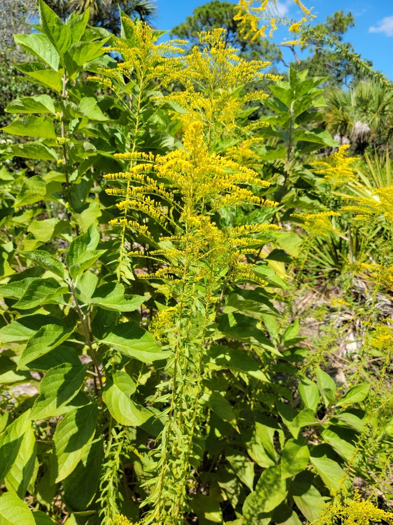 Solidago tortifolia