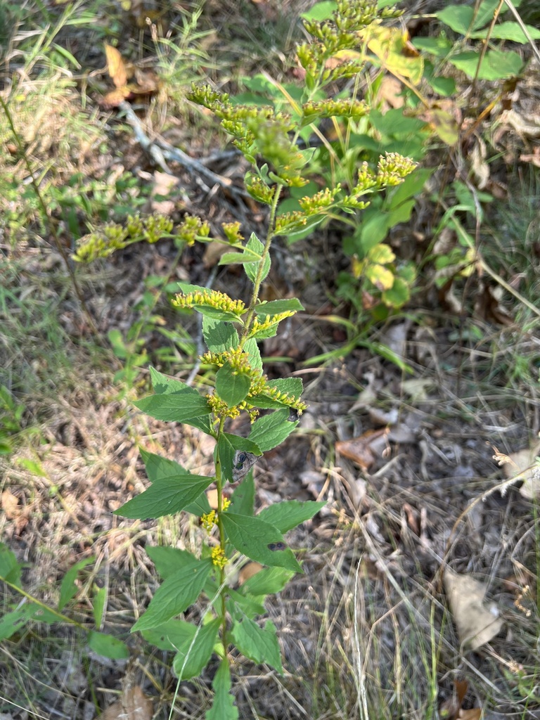 Solidago ulmifolia