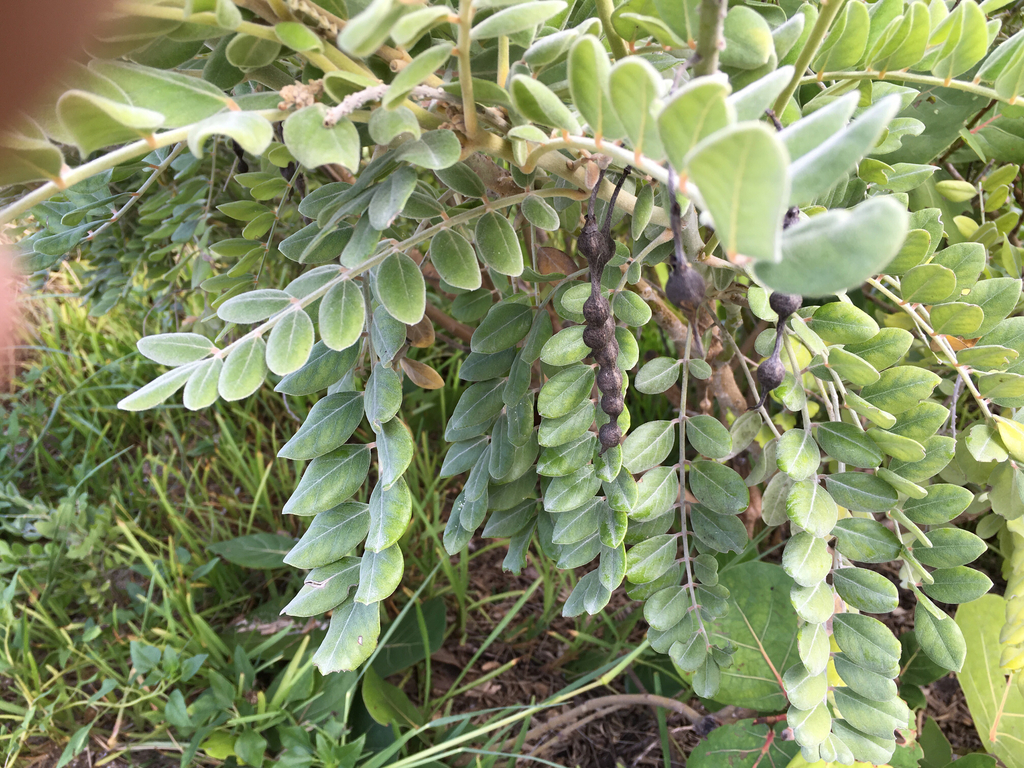 Sophora tomentosa var. truncata