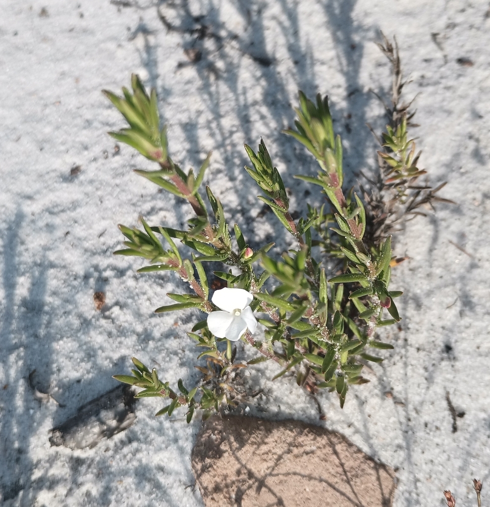 Sophronanthe hispida
