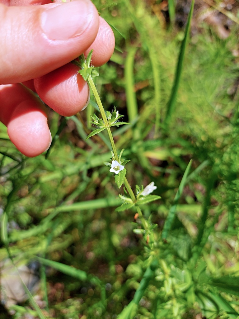 Sophronanthe pilosa