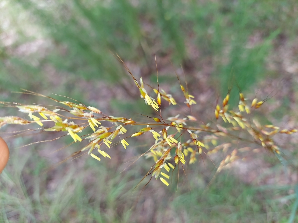 Sorghastrum nutans