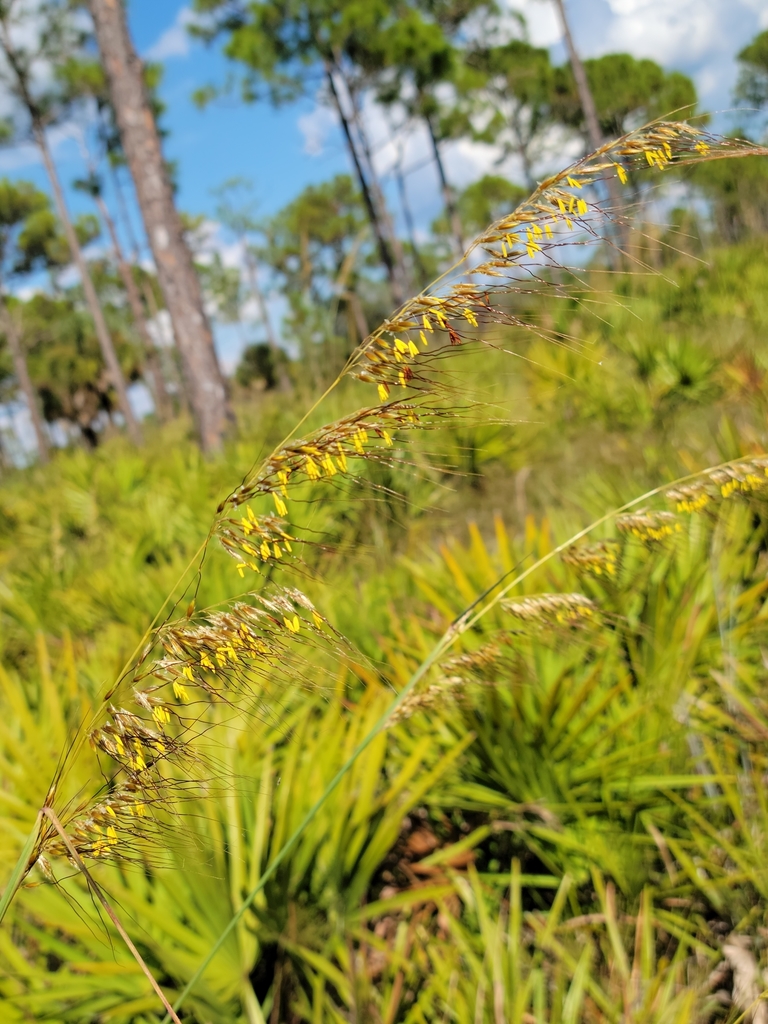 Sorghastrum secundum