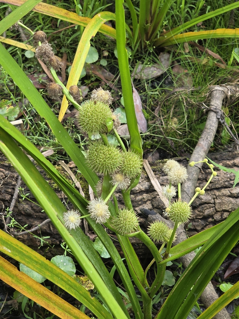 Sparganium americanum