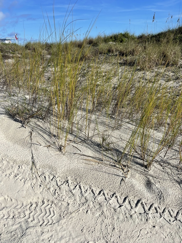 Spartina alterniflora