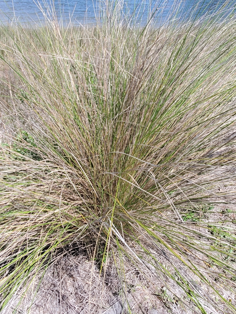 Spartina bakeri