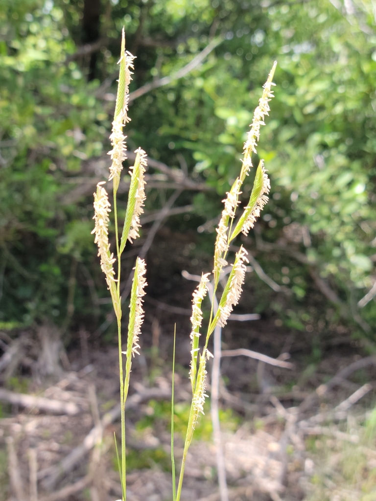 Spartina patens