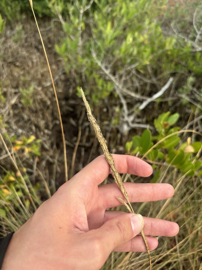 Spartina spartinae