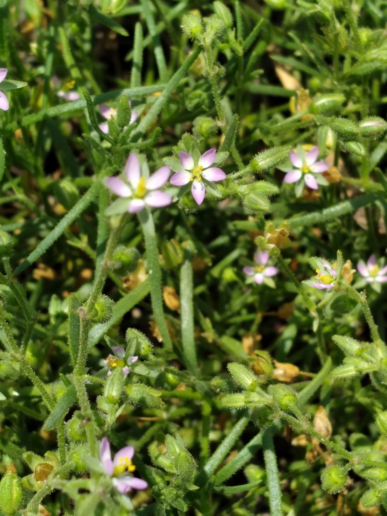 Spergularia marina