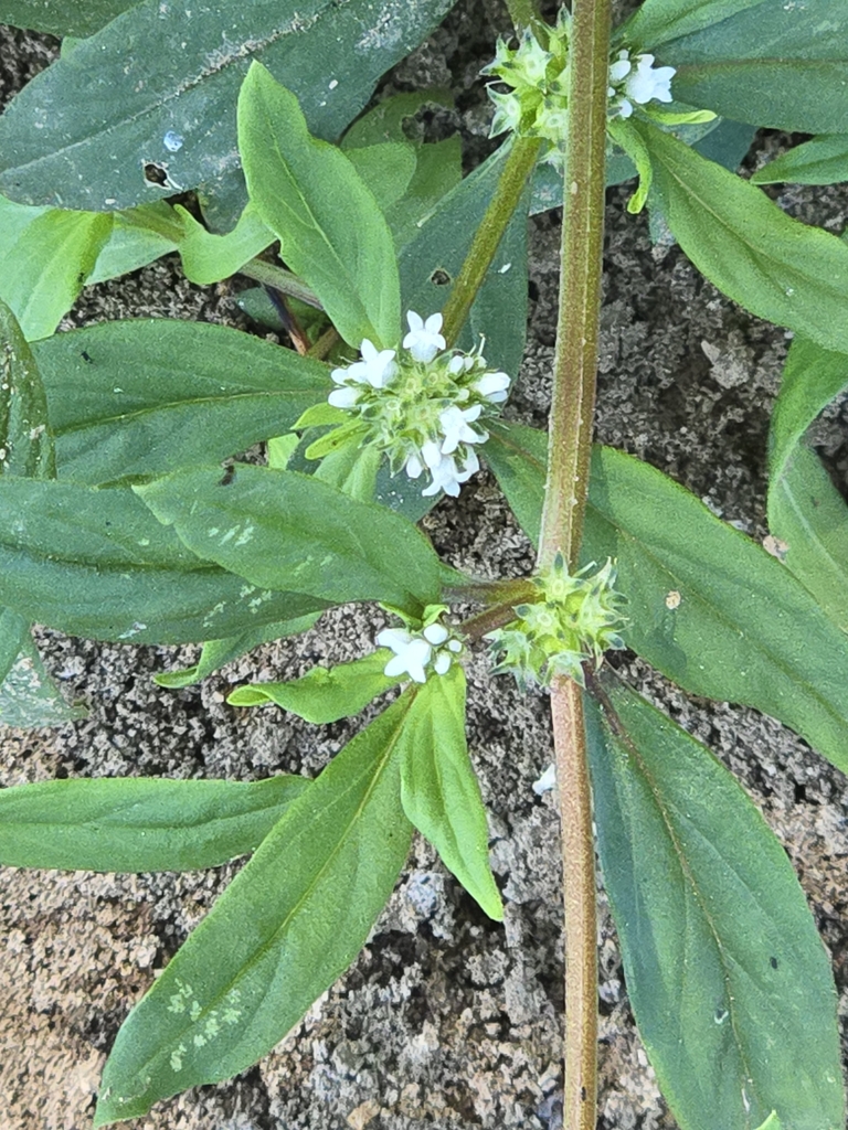 Spermacoce glabra
