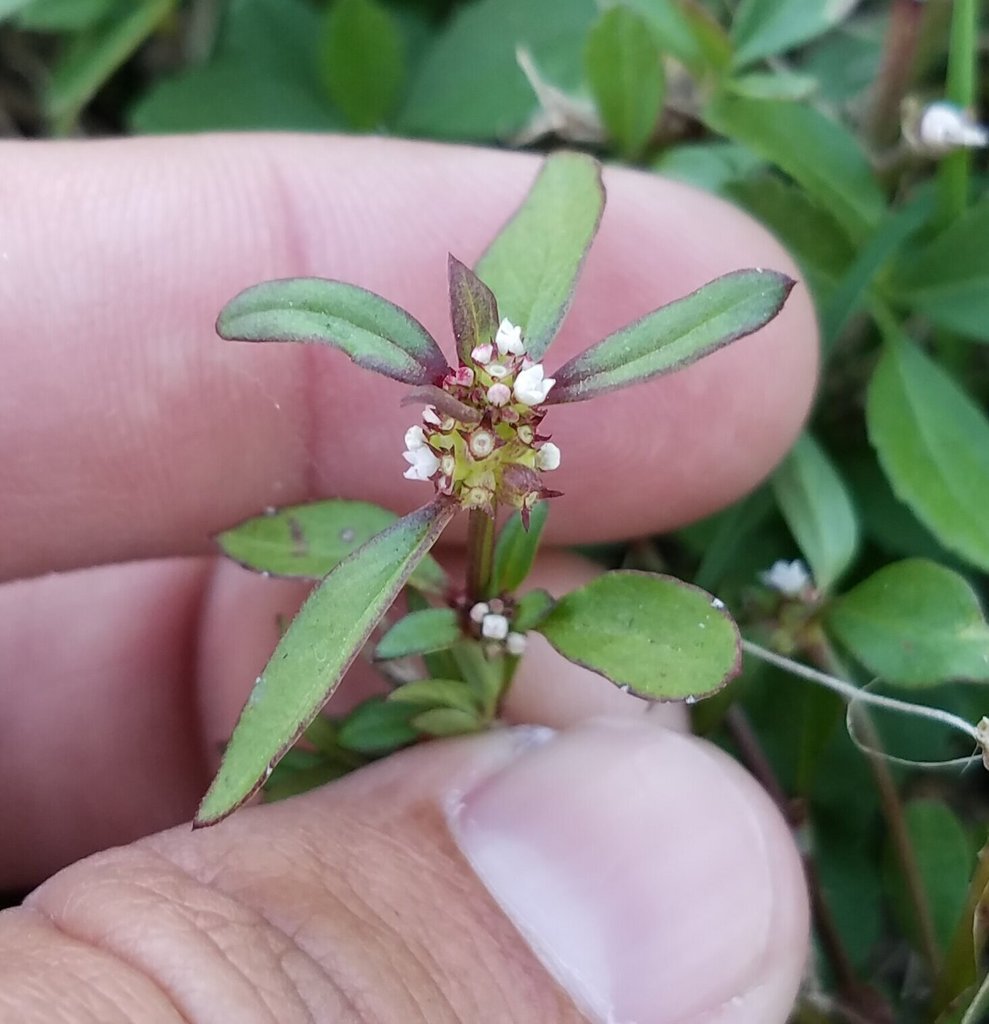 Spermacoce keyensis