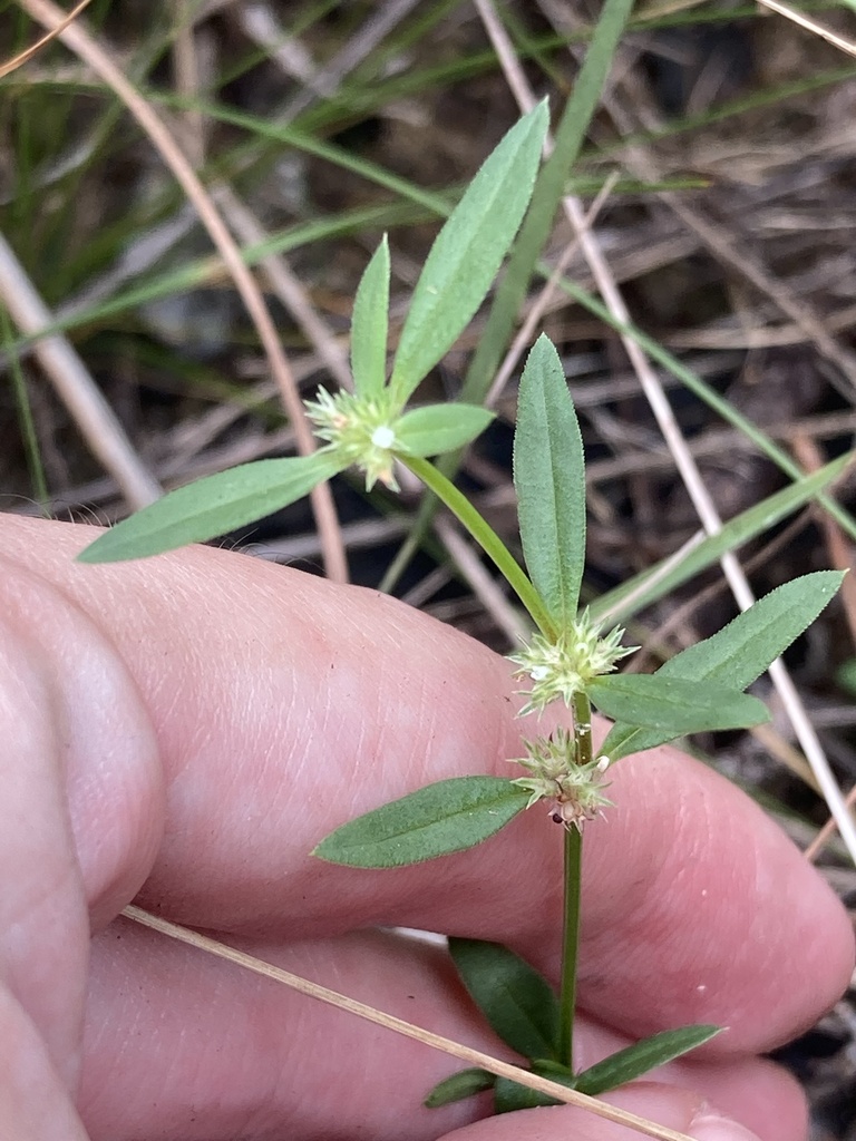 Spermacoce prostrata