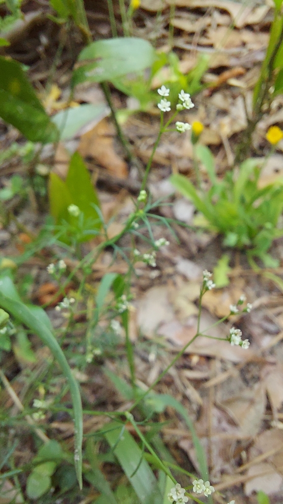 Spermolepis divaricata