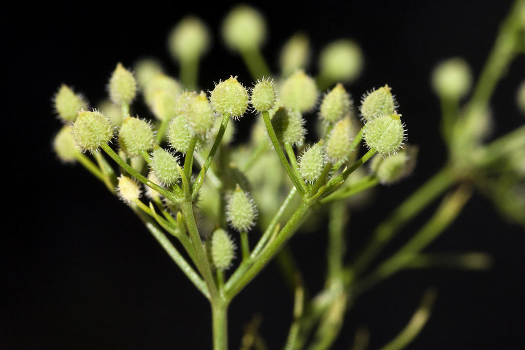 Spermolepis echinata