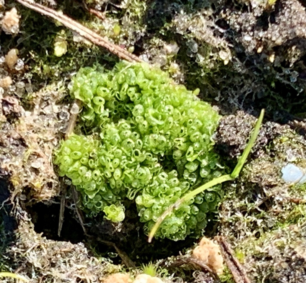 Sphaerocarpos texanus
