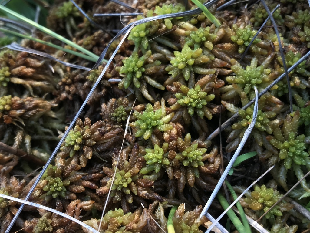 Sphagnum affine