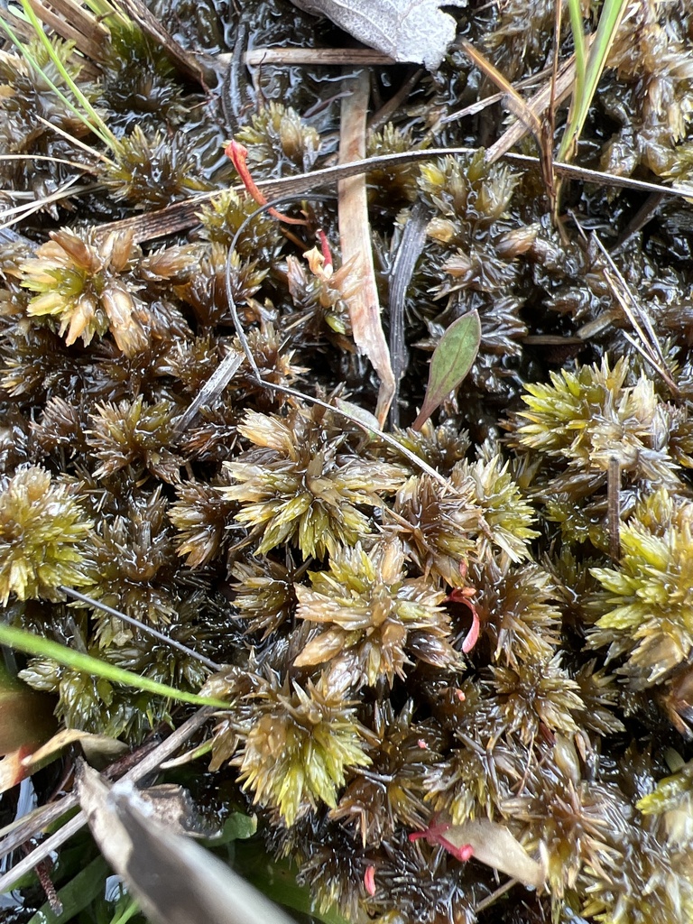 Sphagnum carolinianum