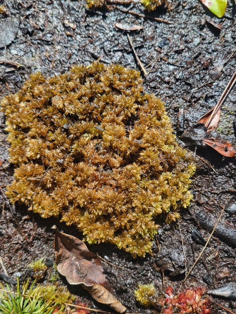 Sphagnum compactum