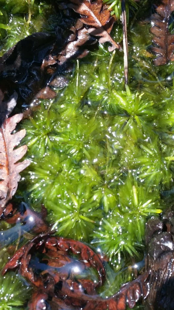 Sphagnum cribrosum