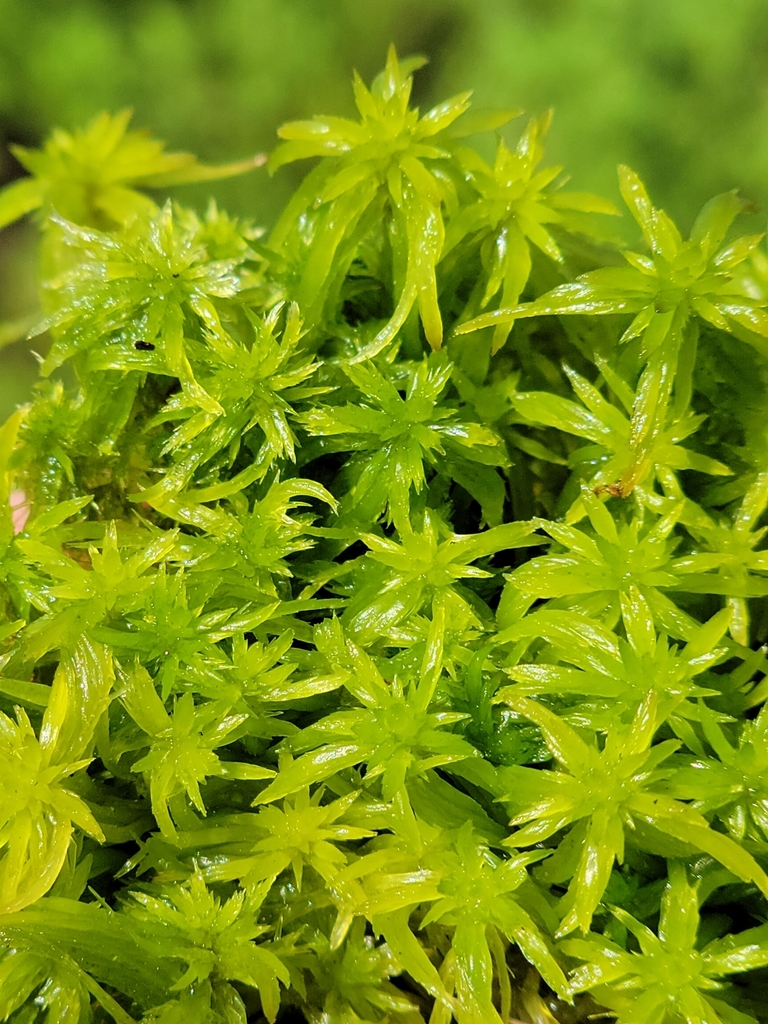 Sphagnum cuspidatum