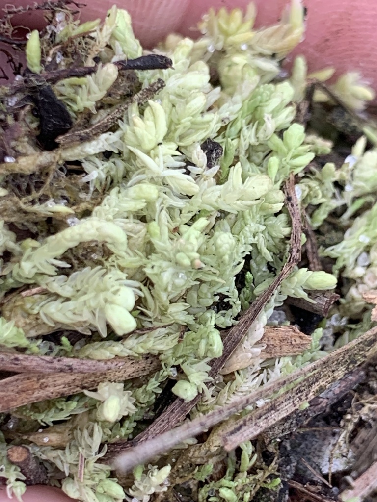 Sphagnum cyclophyllum