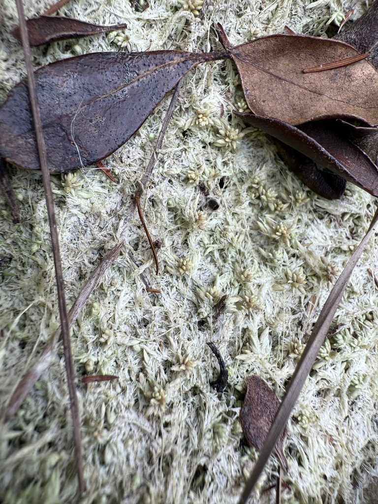 Sphagnum fitzgeraldii