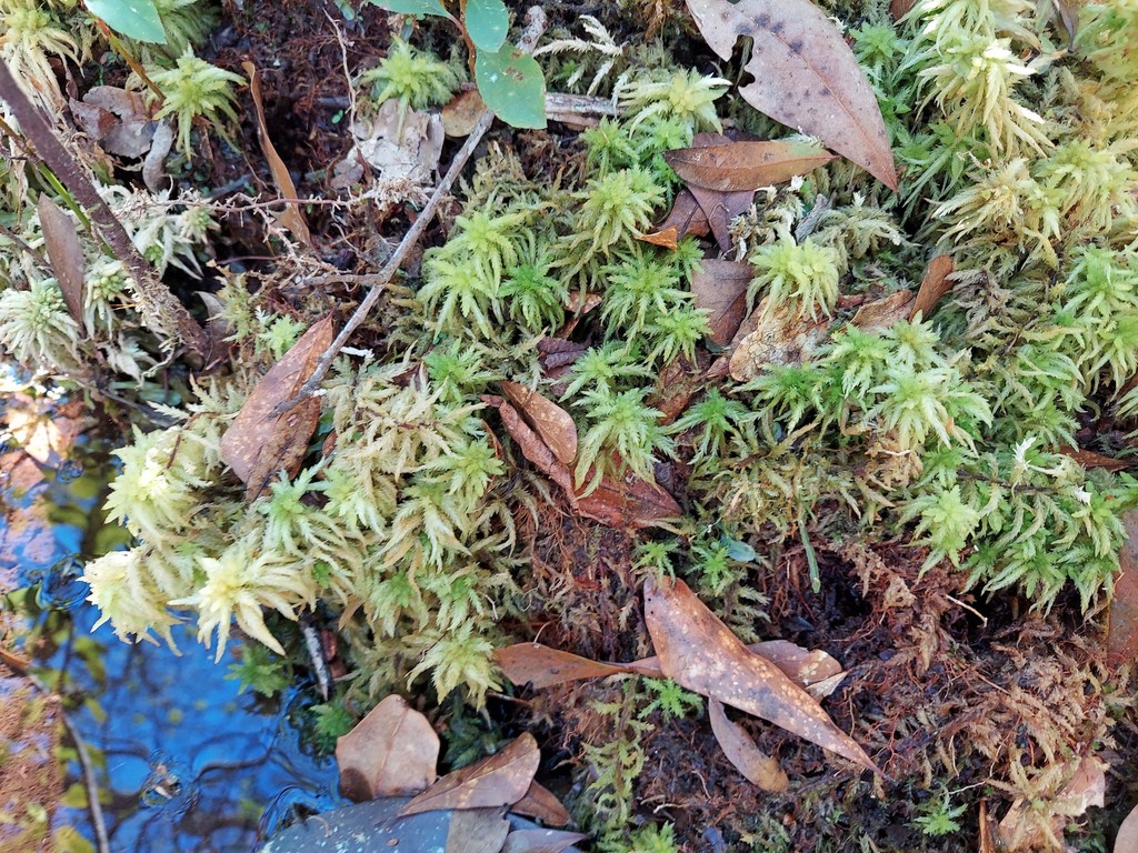 Sphagnum henryense