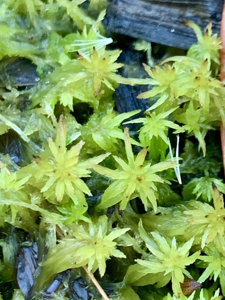 Sphagnum lescurii