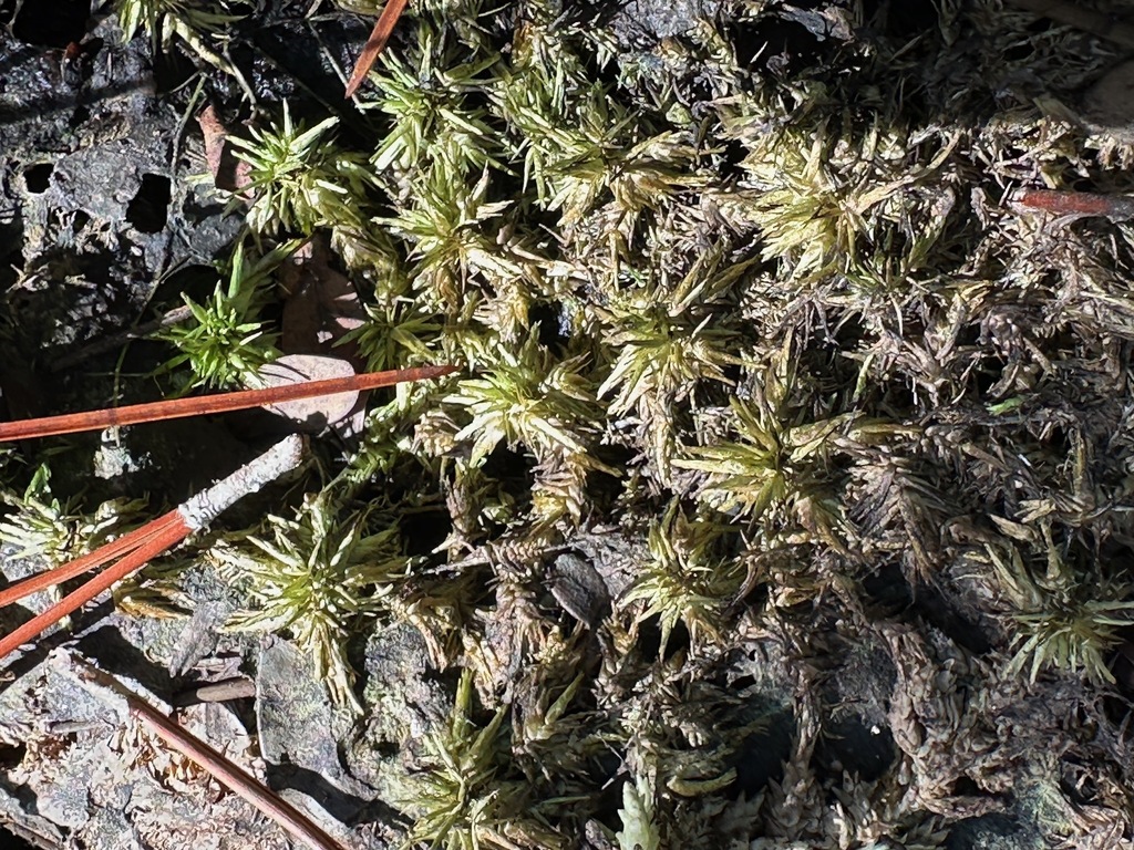 Sphagnum macrophyllum
