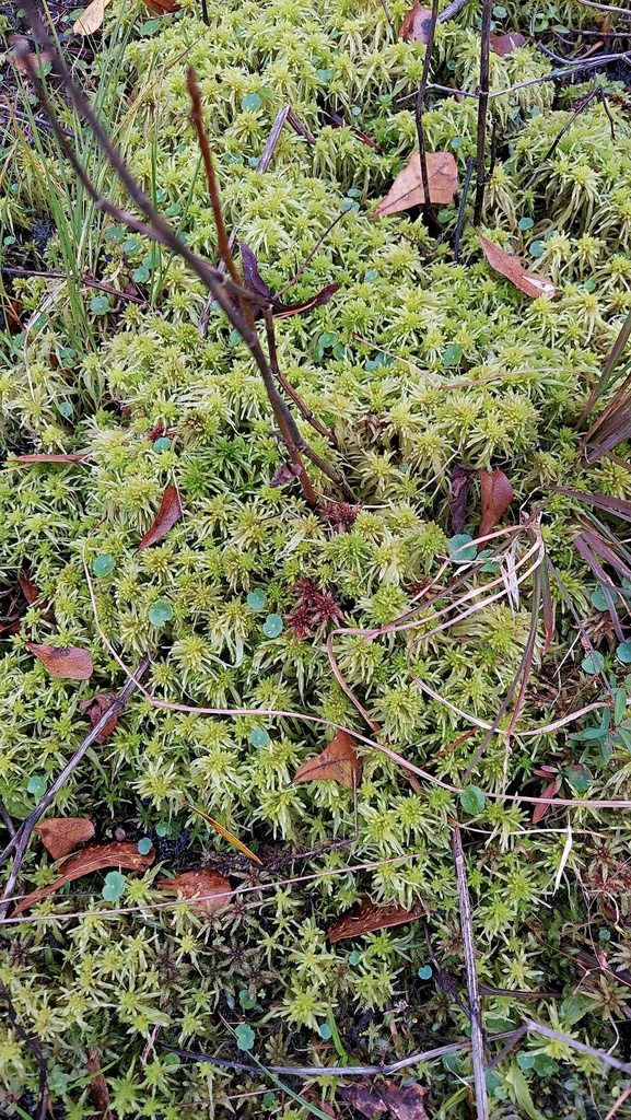 Sphagnum magniae